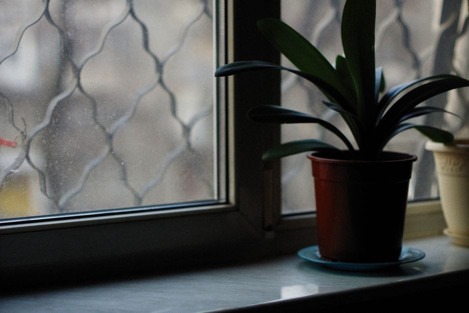 Bringing Tender Pots Indoors Before the First Frost