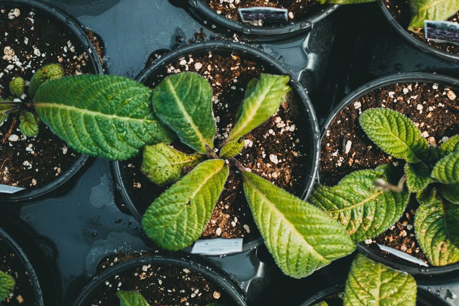 Hardening Off Seedlings Before They Go Outside