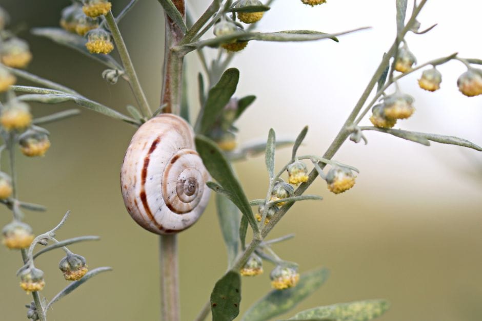 Keeping Slugs off Young Plants Without Chemicals