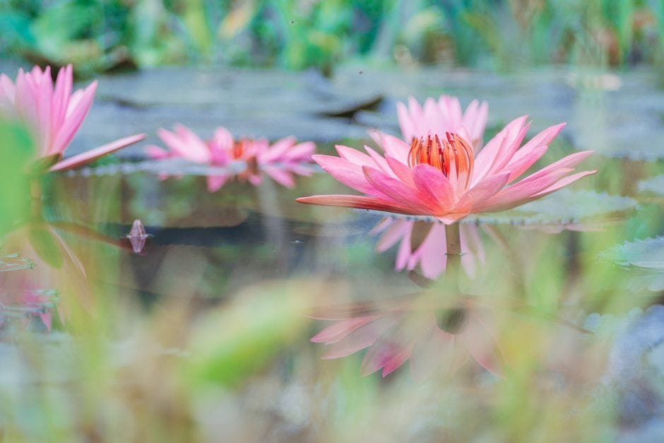 Building a Small Wildlife Pond