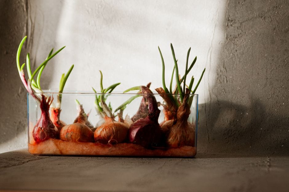 Forcing Hyacinths and Paperwhites for Scented Winter Colour