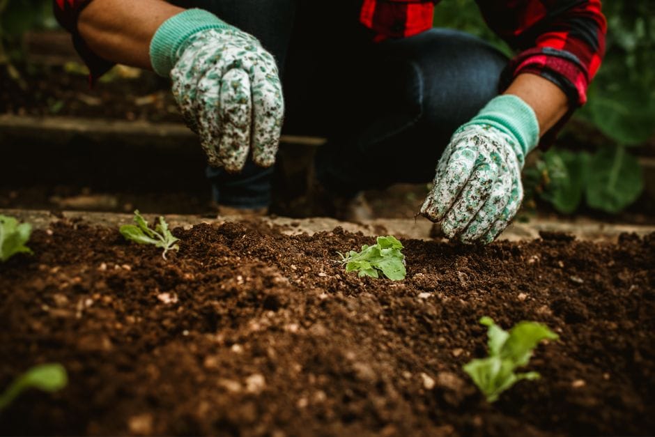 Building a No-Dig Vegetable Bed