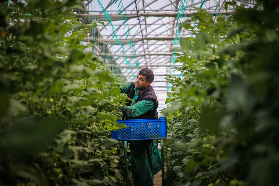 Planting Out Tomatoes in the Greenhouse or Against a Wall