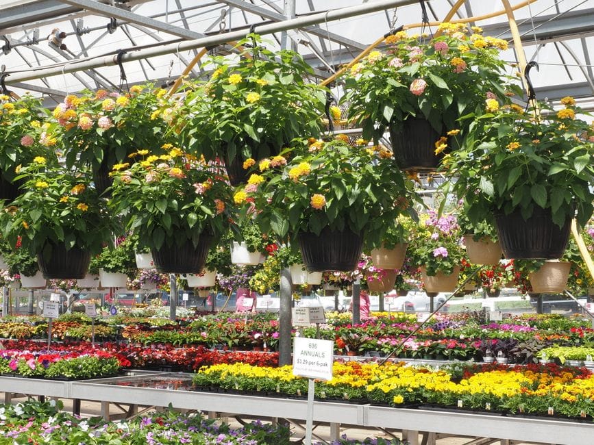 Filling Hanging Baskets for a Summer of Colour