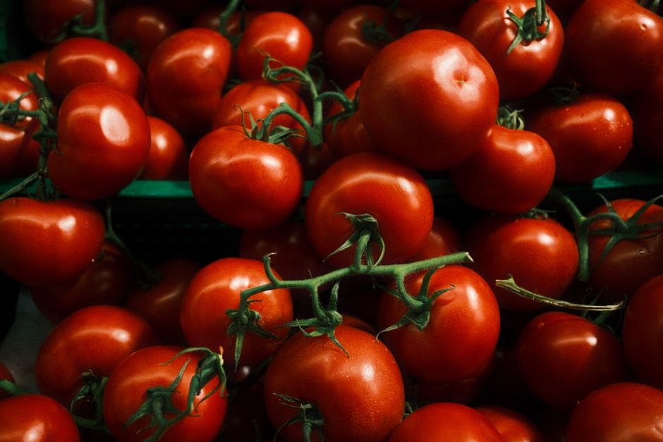 Pinching Out and Feeding Tomatoes for a Heavy Crop