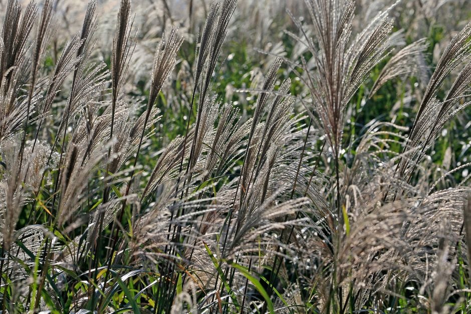Cutting Back Grasses and Old Perennial Stems