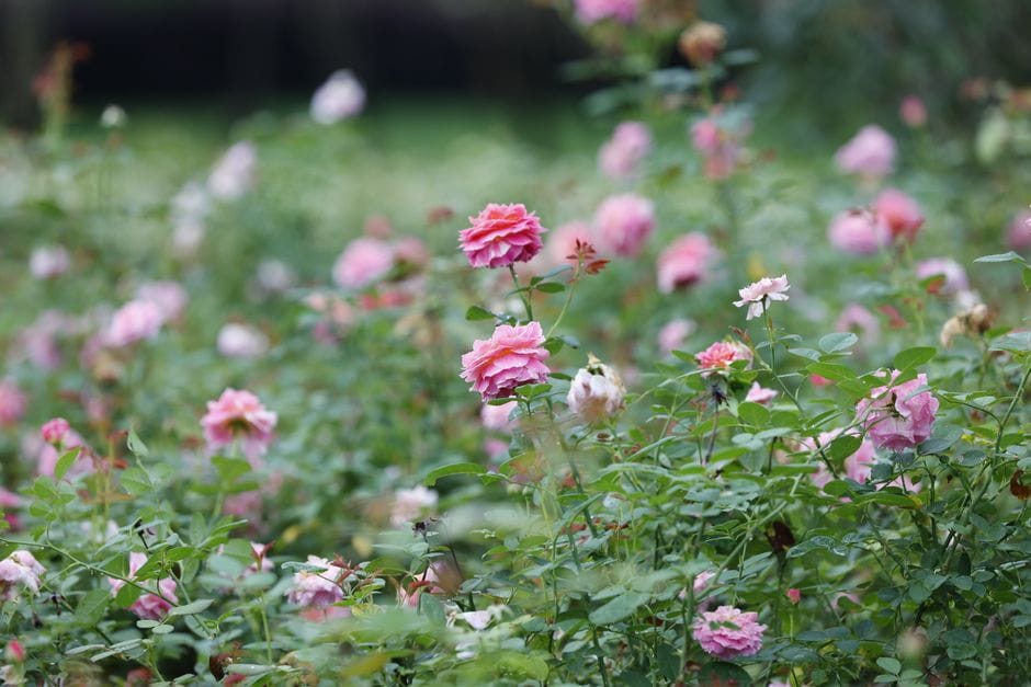 Pruning Roses in the Dormant Season for Better Blooms