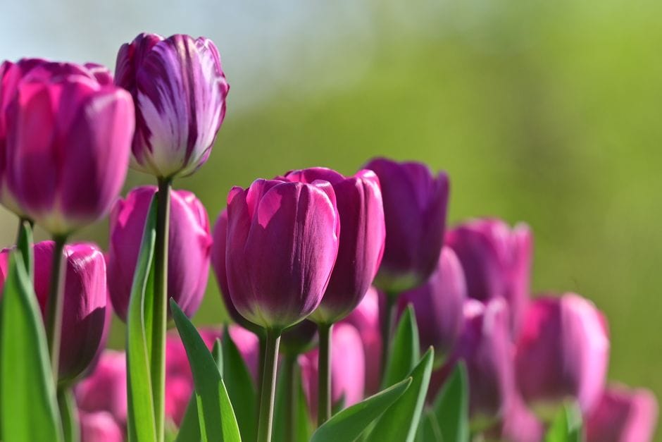 Spring Bulbs in Autumn: Getting Daffodils and Tulips in the Ground