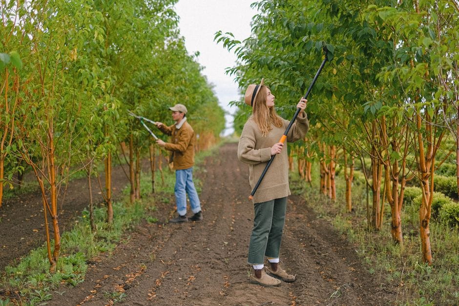 Winter Pruning Apple and Pear Trees Between the Holidays