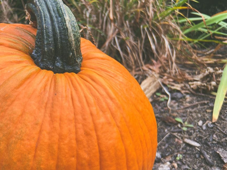 Putting the Veg Bed to Rest: Autumn Jobs That Pay Off Next Spring