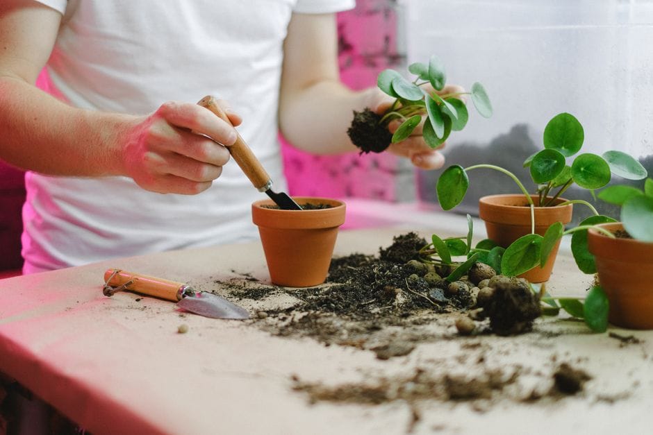 Repotting Houseplants as the Light Comes Back