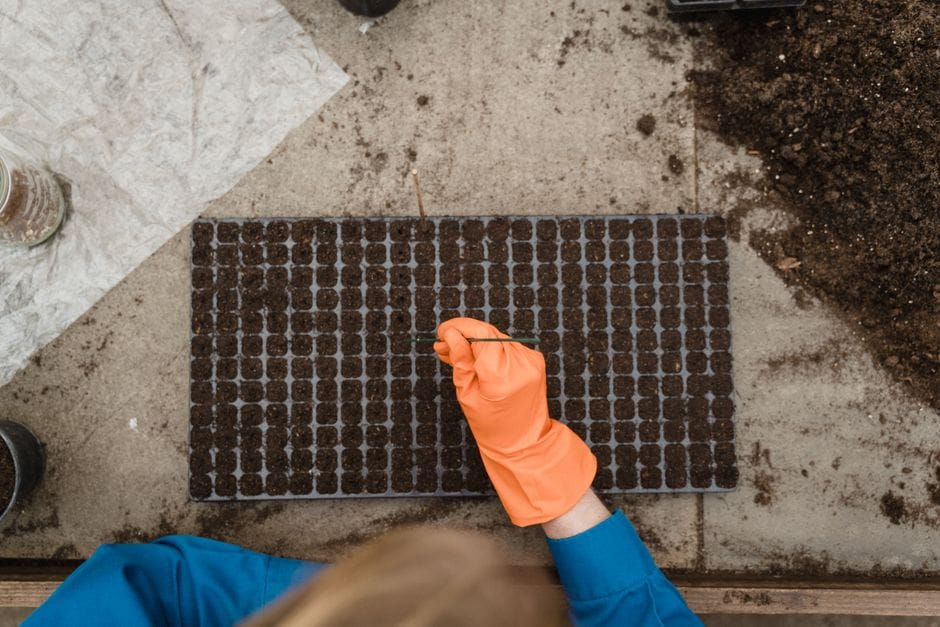 Pricking Out and Potting On Your Seedlings