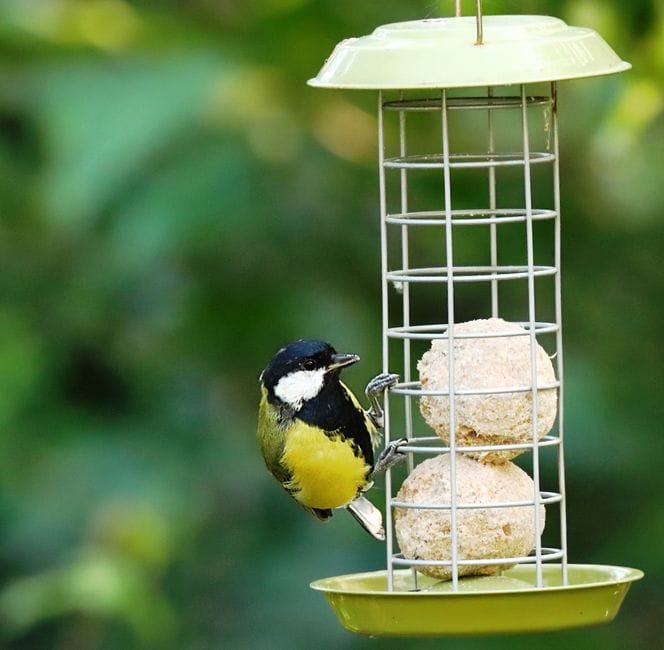 Feeding Garden Birds Through the Cold Snap