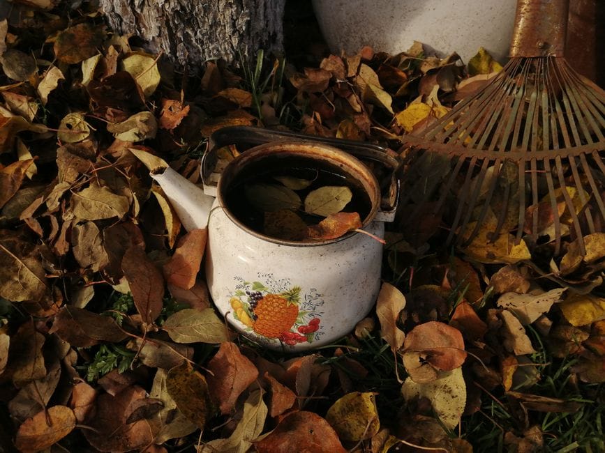 Don't Bin the Leaves: Making Leaf Mould for Free