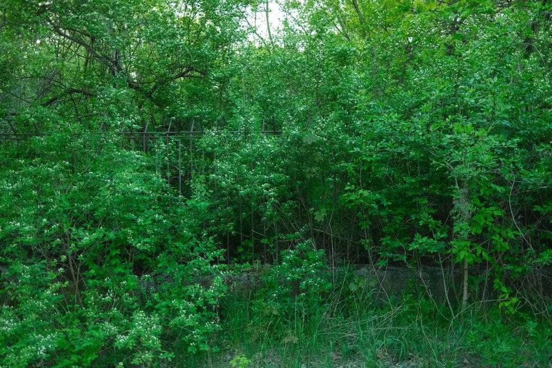 Japanese Knotweed in July: What It Really Means for Your Garden, Your Mortgage and Your Wallet