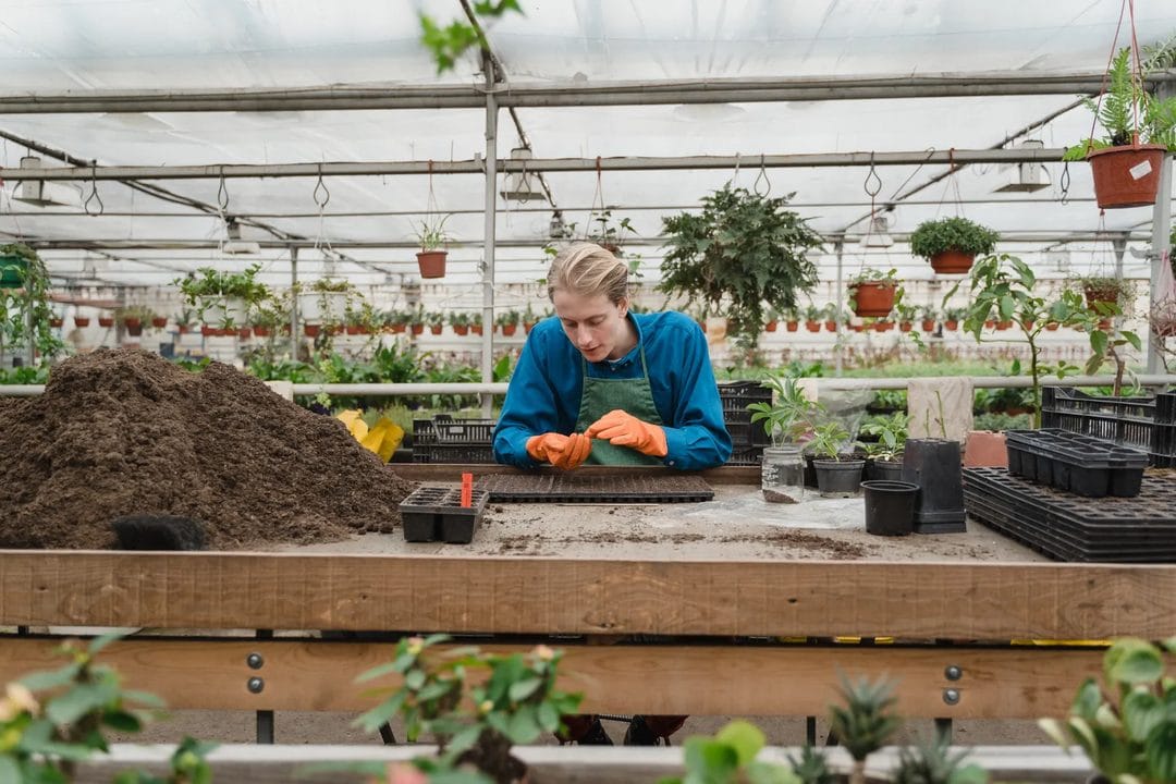 The End-of-Summer Greenhouse Clear-Out: What to Do Before the Nights Turn Cold