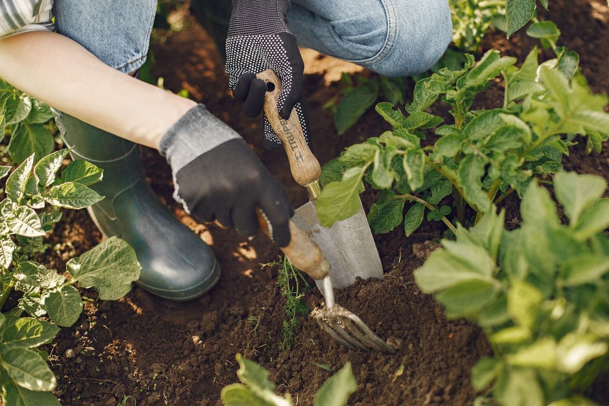 The Late-September Potato Harvest: Lifting, Curing and Storing a Maincrop Without Losing Half of It