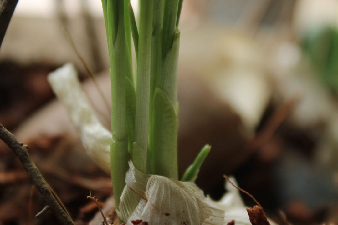 Planting Garlic and Overwintering Onions in September: What It Actually Costs