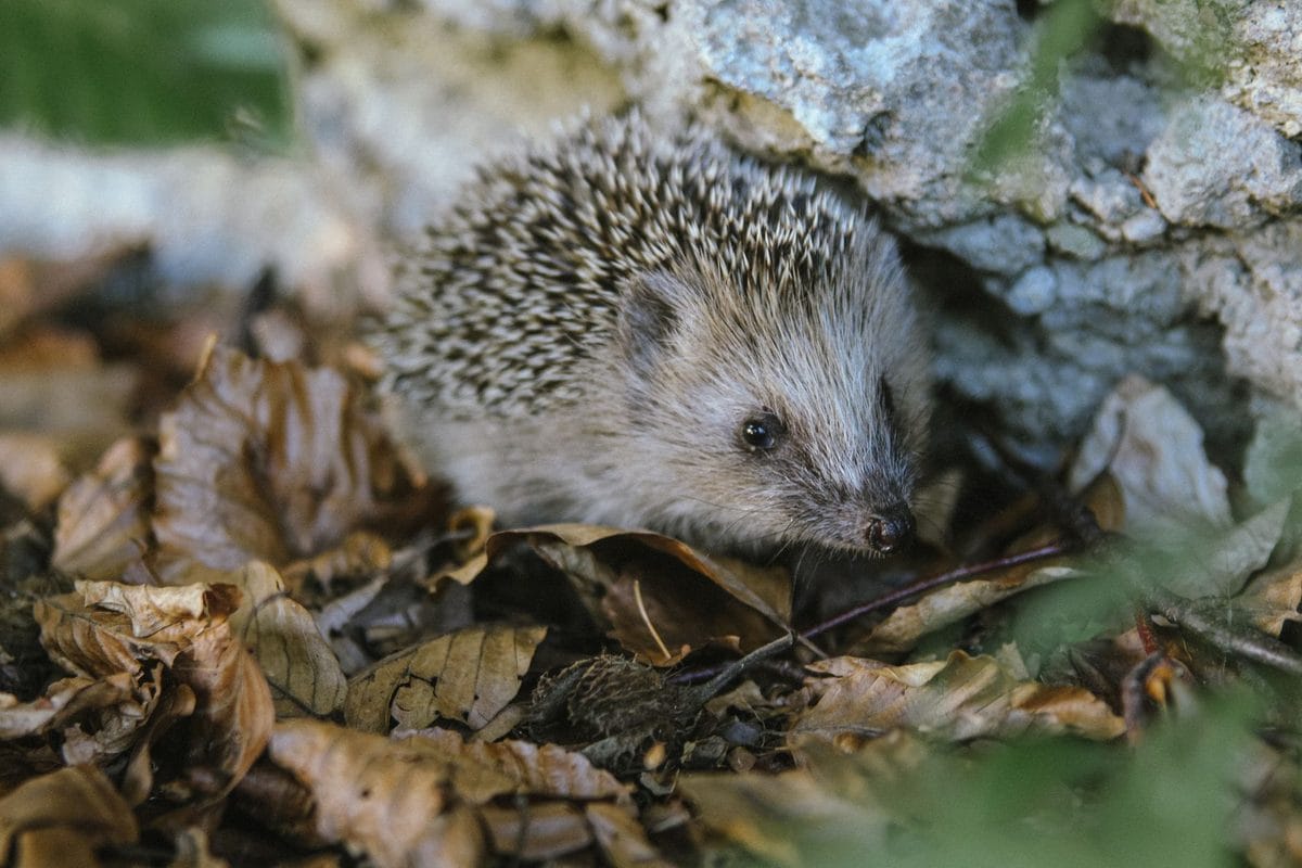 Hedgehogs in Your Garden This Autumn: Bonfires, Leaf Piles and When to Help