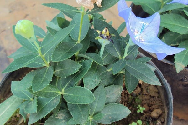 After the Heat: Triaging a Garden That Carried On Without You
