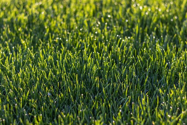 Sowing a New Lawn or Patching the Bare Bits