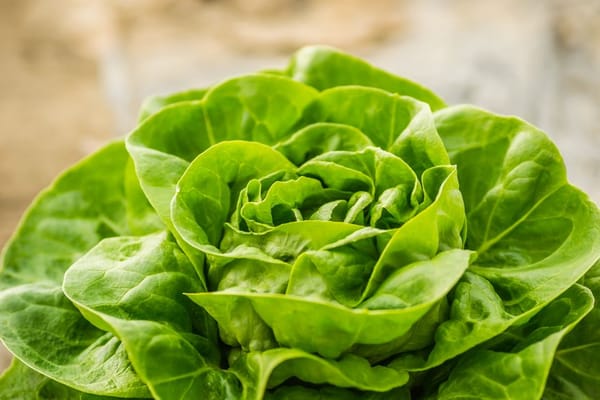Growing Salad Leaves in Containers by the Door