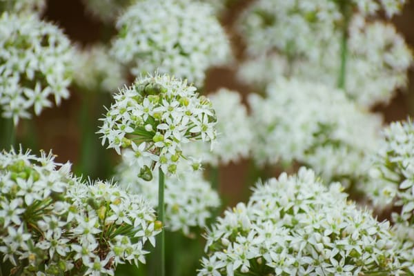 Dividing Overgrown Perennials to Make More Plants