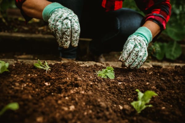 Building a No-Dig Vegetable Bed