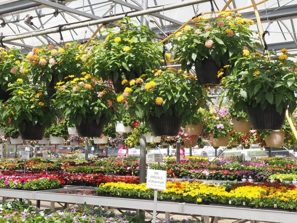 Filling Hanging Baskets for a Summer of Colour