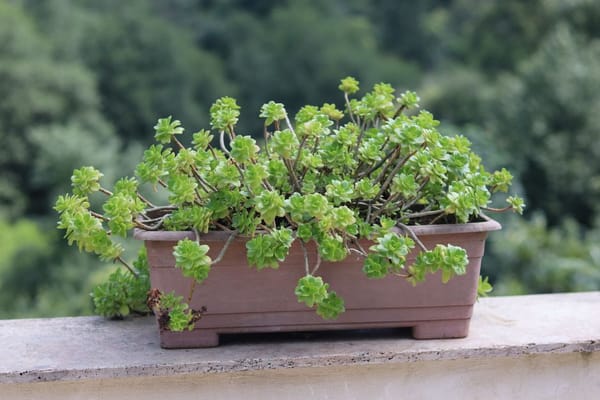 Planting a Window Box for Cheerful Spring Colour