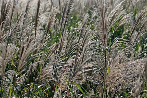 Cutting Back Grasses and Old Perennial Stems