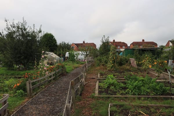 Building a Simple Raised Bed from Scaffold Boards