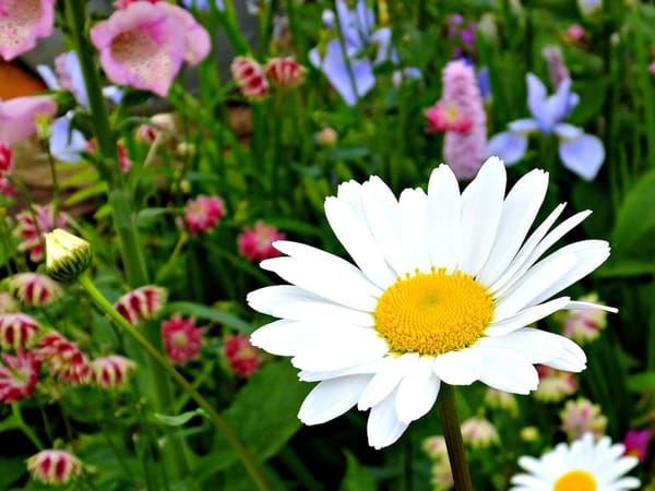 Staking and Supporting Tall Perennials Before They Flop