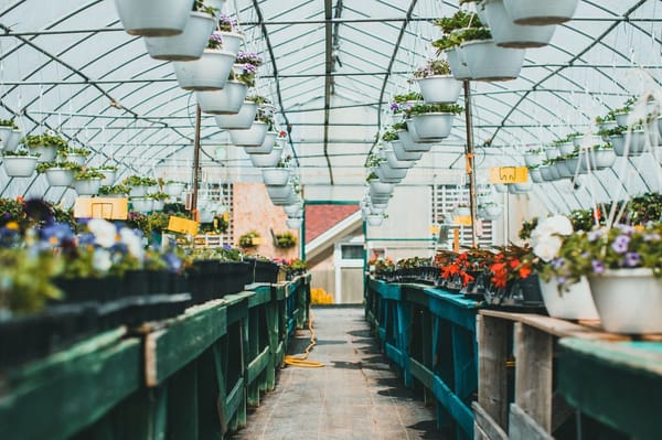 Stopping a July Heatwave From Cooking Your Greenhouse or Polytunnel