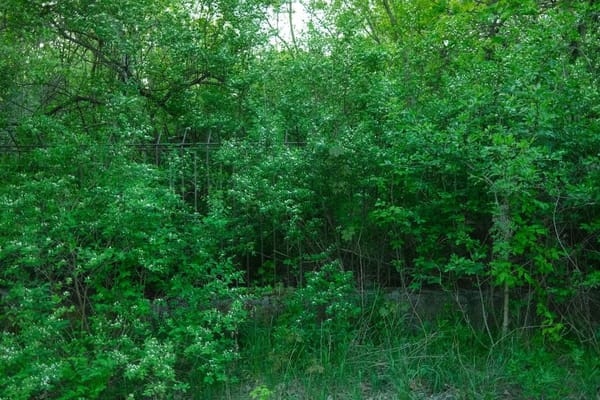 Japanese Knotweed in July: What It Really Means for Your Garden, Your Mortgage and Your Wallet