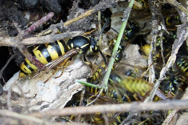 Wasp Nests in July: When to Deal With It Yourself and When to Call a Professional