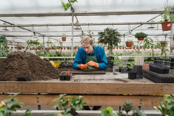 The End-of-Summer Greenhouse Clear-Out: What to Do Before the Nights Turn Cold