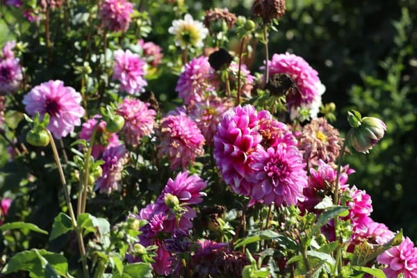 Lifting and Storing Dahlias, Gladioli and Tender Bulbs Before the First Frost
